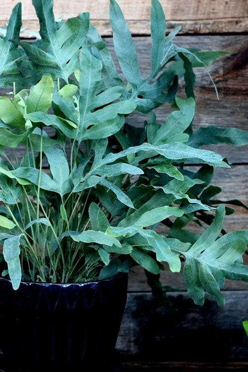 Blue Star Fern - 1 Gallon Pot 3 Blue Star Fern - 1 Gallon Pot