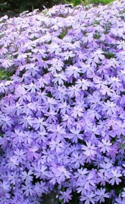 Blue Creeping Phlox - 6 Pack Of Pint Pots -Plant Shop phlox subulata blue creeping 1