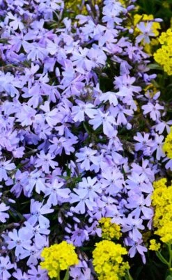 Blue Creeping Phlox - 6 Pack Of Pint Pots -Plant Shop phlox subulata blue creeping 2