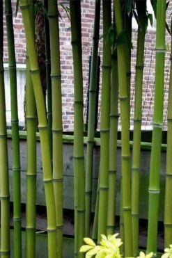 Incense Bamboo (Phyllostachys Atrovaginata) - 3 Gallon Pot 13 Incense Bamboo (Phyllostachys Atrovaginata) - 3 Gallon Pot -Plant Shop phyllostachys atrovaginata incense bamboo 2