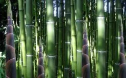 Incense Bamboo (Phyllostachys Atrovaginata) - 3 Gallon Pot 12 Incense Bamboo (Phyllostachys Atrovaginata) - 3 Gallon Pot -Plant Shop phyllostachys atrovaginata incense bamboo 3