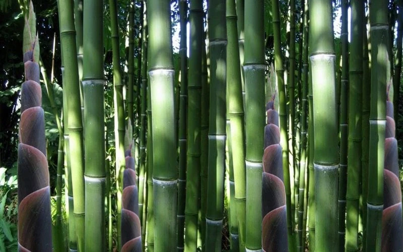Incense Bamboo (Phyllostachys Atrovaginata) - 3 Gallon Pot 7 Incense Bamboo (Phyllostachys Atrovaginata) - 3 Gallon Pot - Image 5