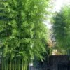 Incense Bamboo (Phyllostachys Atrovaginata) - 3 Gallon Pot 1 Incense Bamboo (Phyllostachys Atrovaginata) - 3 Gallon Pot -Plant Shop phyllostachys atrovaginata incense bamboo 5