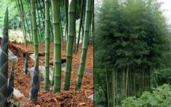 Incense Bamboo (Phyllostachys Atrovaginata) - 3 Gallon Pot 11 Incense Bamboo (Phyllostachys Atrovaginata) - 3 Gallon Pot -Plant Shop phyllostachys atrovaginata incense bamboo 7