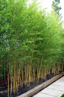 Koi Golden Bamboo (Phyllostachys Aurea 'Koi') - 3 Gallon Pot (4-6'+) -Plant Shop phyllostachys aurea koi golden bamboo 100
