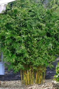 Koi Golden Bamboo (Phyllostachys Aurea 'Koi') - 3 Gallon Pot (4-6'+) -Plant Shop phyllostachys aurea koi golden bamboo 101