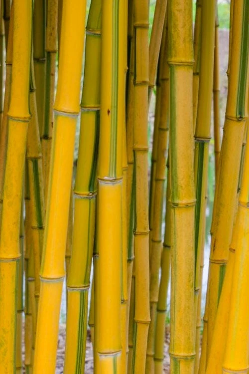 Green Groove Golden Bamboo - Phyllostachys Aureosulcata 'Spectabilis' - 3 Gallon Pot (4-6') 6 Green Groove Golden Bamboo - Phyllostachys Aureosulcata 'Spectabilis' - 3 Gallon Pot (4-6') - Image 4