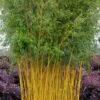 Green Groove Golden Bamboo - Phyllostachys Aureosulcata 'Spectabilis' - 3 Gallon Pot (4-6') 2 Green Groove Golden Bamboo - Phyllostachys Aureosulcata 'Spectabilis' - 3 Gallon Pot (4-6') -Plant Shop phyllostachys aureosulcata spectabilis green groove bamboo 102