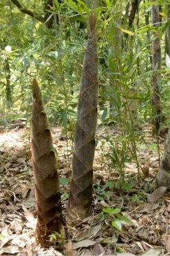 Moso Giant Bamboo (Phyllostachys Edulis 'Moso') - 3 Gallon Pot (2-4') -Plant Shop phyllostachys edulis moso giant timber bamboo 100