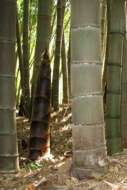 Moso Giant Bamboo (Phyllostachys Edulis 'Moso') - 3 Gallon Pot (2-4') -Plant Shop phyllostachys edulis moso giant timber bamboo 101