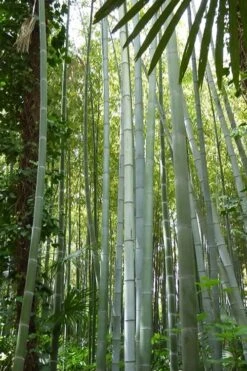 Moso Giant Bamboo (Phyllostachys Edulis 'Moso') - 3 Gallon Pot (2-4') -Plant Shop phyllostachys edulis moso giant timber bamboo 105