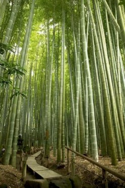 Moso Giant Bamboo (Phyllostachys Edulis 'Moso') - 3 Gallon Pot (2-4') -Plant Shop phyllostachys edulis moso giant timber bamboo 106