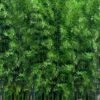 Meyer's Bamboo (Phyllostachys Meyeri) - 3 Gallon Pot -Plant Shop phyllostachys meyeri meyers bamboo 1