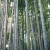 Henon Giant Gray Bamboo - Phyllostachys Nigra 'Henon' - 3 Gallon Pot (4-6') -Plant Shop phyllostachys nigra henon giant timber bamboo 100