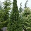 Cupressina Columnar Norway Spruce (Picea Abies) - 1 Gallon Pot