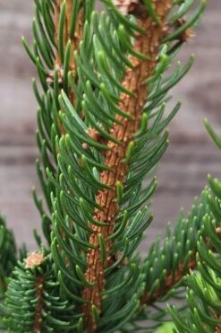 Cupressina Columnar Norway Spruce (Picea Abies) - 1 Gallon Pot -Plant Shop picea abies cupressina columnar norway spruce 2