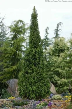 Cupressina Columnar Norway Spruce (Picea Abies) - 1 Gallon Pot -Plant Shop picea abies cupressina columnar norway spruce 6