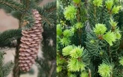 Cupressina Columnar Norway Spruce (Picea Abies) - 1 Gallon Pot -Plant Shop picea abies cupressina columnar norway spruce 7
