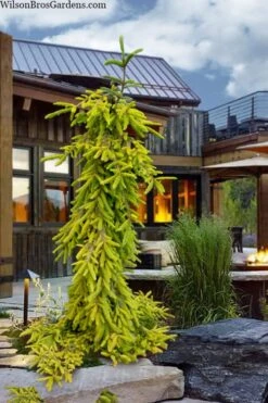 Gold Drift Weeping Norway Spruce (Picea Abies) - 1 Gallon Pot