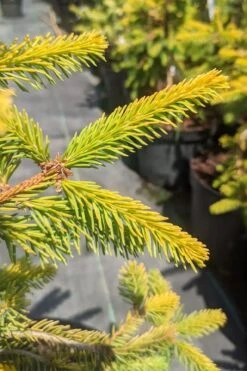 Gold Drift Weeping Norway Spruce (Picea Abies) - 1 Gallon Pot -Plant Shop picea abies gold drift norway spruce 3