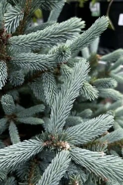 Paul's Select Blue Norway Spruce (Picea Abies) - 2 Gallon Pot 11 Paul's Select Blue Norway Spruce (Picea Abies) - 2 Gallon Pot -Plant Shop picea abies pauls select norway spruce 1