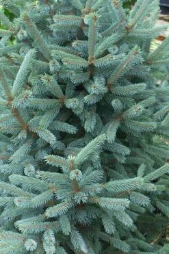 Paul's Select Blue Norway Spruce (Picea Abies) - 2 Gallon Pot 10 Paul's Select Blue Norway Spruce (Picea Abies) - 2 Gallon Pot -Plant Shop picea abies pauls select norway spruce 2