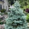 Paul's Select Blue Norway Spruce (Picea Abies) - 2 Gallon Pot -Plant Shop picea abies pauls select norway spruce 3