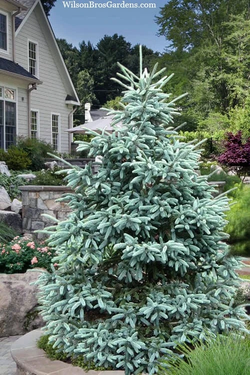 Paul's Select Blue Norway Spruce (Picea Abies) - 2 Gallon Pot 3 Paul's Select Blue Norway Spruce (Picea Abies) - 2 Gallon Pot