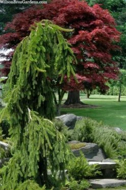 Weeping Norway Spruce (Picea Abies 'Pendula') - 2 Gallon Pot 10 Weeping Norway Spruce (Picea Abies 'Pendula') - 2 Gallon Pot -Plant Shop picea abies pendula weeping norway spruce 10