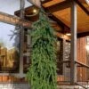 Weeping Norway Spruce (Picea Abies 'Pendula') - 2 Gallon Pot -Plant Shop picea abies pendula weeping norway spruce 4