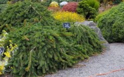 Weeping Norway Spruce (Picea Abies 'Pendula') - 2 Gallon Pot 11 Weeping Norway Spruce (Picea Abies 'Pendula') - 2 Gallon Pot -Plant Shop picea abies pendula weeping norway spruce 6