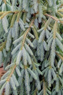 Bush's Lace Engelmann Spruce (Picea Engelmannii) - 3 Gallon Pot -Plant Shop picea engelmannii bushs lace engelmann spruce 10