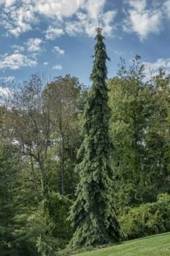 Weeping White Spruce (Picea Glauca 'Pendula') - 1 Gallon Pot -Plant Shop picea glauca pendula weeping white spruce 21