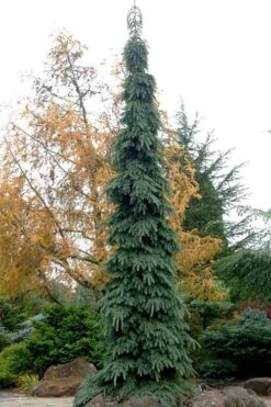 Weeping White Spruce (Picea Glauca 'Pendula') - 1 Gallon Pot -Plant Shop picea glauca pendula weeping white spruce 3