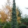 Weeping White Spruce (Picea Glauca 'Pendula') - 1 Gallon Pot -Plant Shop picea glauca pendula weeping white spruce 30