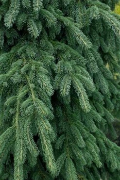 Weeping White Spruce (Picea Glauca 'Pendula') - 1 Gallon Pot -Plant Shop picea glauca pendula weeping white spruce 4