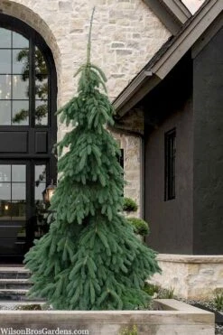 Weeping White Spruce (Picea Glauca 'Pendula') - 1 Gallon Pot -Plant Shop picea glauca pendula weeping white spruce 7