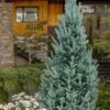 Columnar Colorado Blue Spruce (Picea Pungens 'Fastigiata') - 1 Gallon Pot -Plant Shop picea pungens fastigiata columnar colorado blue spruce 3