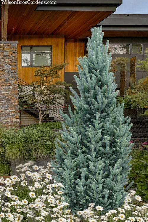 Columnar Colorado Blue Spruce (Picea Pungens 'Fastigiata') - 1 Gallon Pot 3 Columnar Colorado Blue Spruce (Picea Pungens 'Fastigiata') - 1 Gallon Pot