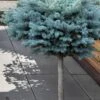 Dwarf Globe Blue Spruce Topiary Tree (Picea Pungens 'Globosa') - 5 Gallon Pot -Plant Shop picea pungens glauca globosa dwarf globe colorad0 blue spruce topiary tree 1
