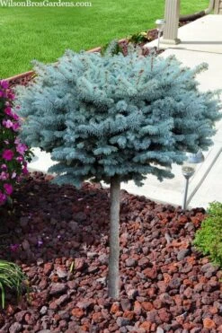Dwarf Globe Blue Spruce Topiary Tree (Picea Pungens 'Globosa') - 5 Gallon Pot -Plant Shop picea pungens glauca globosa dwarf globe colorado blue spruce topiary tree 2