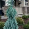 Slenderina Weeping Colorado Blue Spruce - 1 Gallon Pot -Plant Shop picea pungens glauca slenderina pendula weeping colorado spruce 10