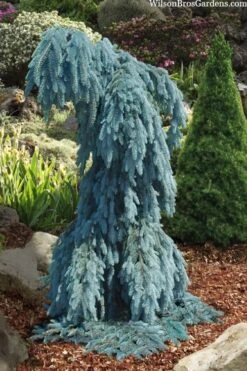 Slenderina Weeping Colorado Blue Spruce - 1 Gallon Pot -Plant Shop picea pungens glauca slenderina pendula weeping colorado spruce 4