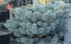 Dwarf Globe Blue Spruce Topiary Tree (Picea Pungens 'Globosa') - 5 Gallon Pot -Plant Shop picea pungens globosa dwarf globe blue spruce 2