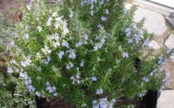 Tuscan Blue Rosemary - 1 Gallon Pot 11 Tuscan Blue Rosemary - 1 Gallon Pot -Plant Shop picture 8376 tuscan blue rosemary