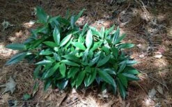 Dwarf Green Aucuba - Japanese Laurel - 3 Gallon Pot -Plant Shop picture aucuba dwarf green shrub
