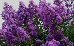 Twilight Purple Crape Myrtle - 7 Gallon Pot (3-4') -Plant Shop picture crape myrtle twilight 1 1