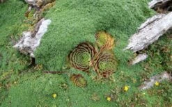 Elfin Creeping Thyme (Thymus Serpyllum 'Elfin') - 5 Pack Of Quart Pots -Plant Shop picture creeping thyme elfin 4