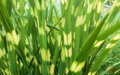 Little Zebra Grass - Miscanthus - 3 Gallon Pot 13 Little Zebra Grass - Miscanthus - 3 Gallon Pot -Plant Shop picture miscanthus little zebra 2