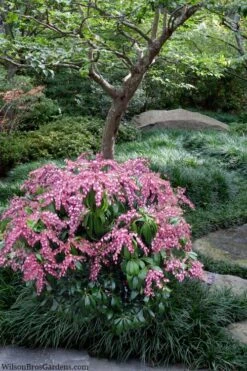Katsura Pieris - 2 Gallon Pot 11 Katsura Pieris - 2 Gallon Pot -Plant Shop pieris japonica katsura 28